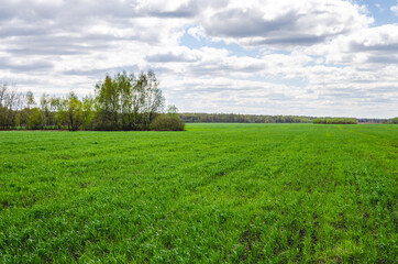 Agricultural field with green, young wheat