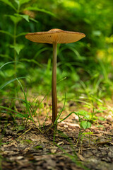 Beautiful close up of a long stemmed forest mushroom with brown cap (probably from the Conocybe genus) and with green grass in background, Teutoburg Forest, Germany