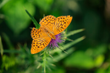 Obraz premium Close up of a silver-washed fritillary (Argynnis paphia) butterfly on a purple thistle flowerhead. The largest Central European fritillary butterfly has bright orange upper wings with brown spots.