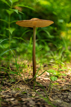 Beautiful close up of a long stemmed forest mushroom with brown cap (probably from the Conocybe genus) and with green grass in background, Teutoburg Forest, Germany