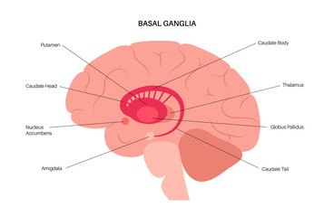 Basal ganglia anatomy