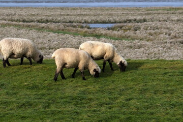 Schafe auf dem Damm in Krummhörn