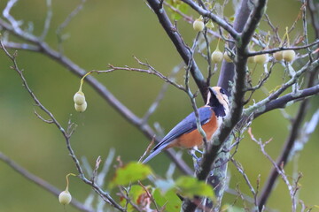 Varied tit, 初秋のヤマガラ