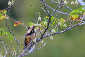 Varied tit, 初秋のヤマガラ