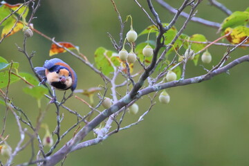 Varied tit, 初秋のヤマガラ