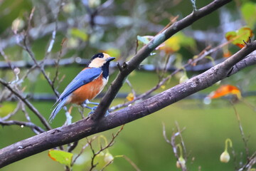 Varied tit, 初秋のヤマガラ