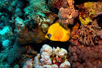 Yellow masked butterfly fish over a blue and red reef background