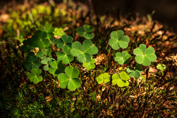 Close up of a cluster of green clover (Trifolium) plants growing on a deadwood tree trunk covered with moss in forest, Teutoburg Forest, Germany