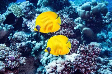 Naklejka na ściany i meble Yellow masked butterfly fishes over a blue coral reef background