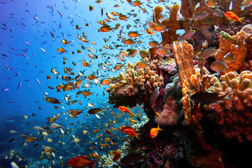 Red sea coral reef landscape with corals and damsel fishes