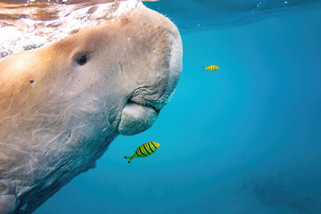 Dugong reaching the surface and yellow fishes