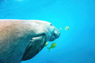 Obraz premium Dugong in the blue showing half body with yellow fishes