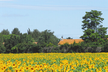 FLOWERS- France- Panorama of a Field of Sunflowers With Trees and Farm House