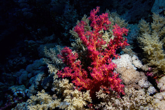 Red soft broccoli coral over dark coral reef background