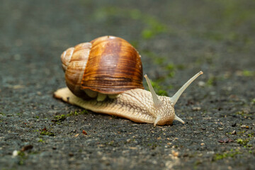 Close up of a Roman snail (Helix pomatia, other common names are Burgundy snail, edible snail, or escargot) on a forest road, Weserbergland, Germany