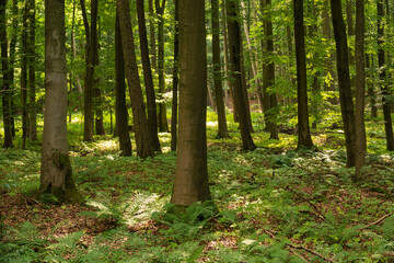 Beech trees in a lush green deciduous forest, Mörth, Teutoburg Forest, Germany