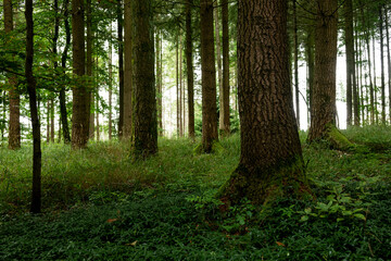 Mystic coniferous forest with moss-covered tree trunks and green overgrown forest floor in beautiful light, Bad Pyrmont, Weserbergland, Germany