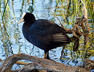 La Focha Común (Fulica atra)