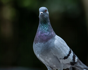 Close up head shot of beautiful speed racing pigeon bird, Rock dove or common pigeon bird on ground