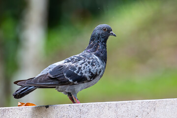 Close up head shot of beautiful speed racing pigeon bird, Rock dove or common pigeon bird on ground