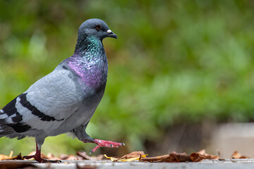 Close up head shot of beautiful speed racing pigeon bird, Rock dove or common pigeon bird on ground