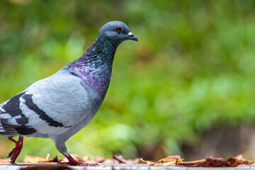 Close up head shot of beautiful speed racing pigeon bird, Rock dove or common pigeon bird on ground