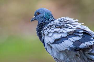 Close up head shot of beautiful speed racing pigeon bird, Rock dove or common pigeon bird on ground