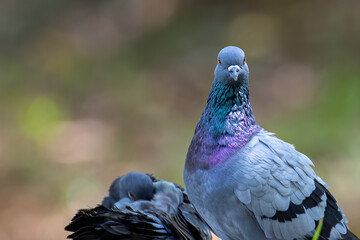 Close up head shot of beautiful speed racing pigeon bird, Rock dove or common pigeon bird on ground
