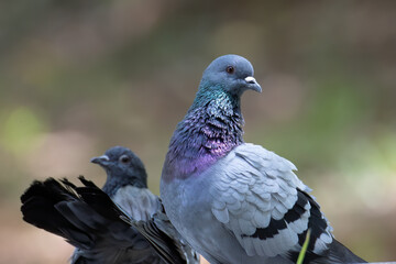 Fototapeta premium Close up head shot of beautiful speed racing pigeon bird, Rock dove or common pigeon bird on ground