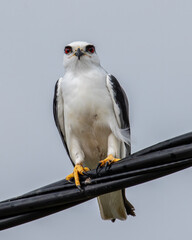 Black-winged Kite also known as a Black-shoulder kite eagle sitting on a cable.