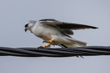 Black-winged Kite also known as a Black-shoulder kite eagle sitting on a cable.