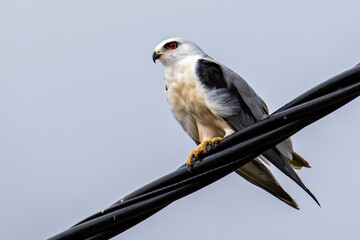Black-winged Kite also known as a Black-shoulder kite eagle sitting on a cable.