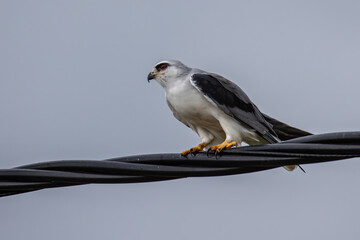 Black-winged Kite also known as a Black-shoulder kite eagle sitting on a cable.