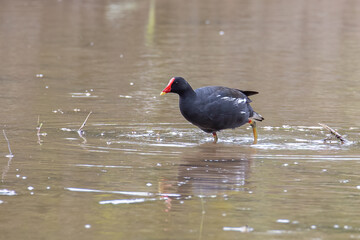 Bird Common Moorhen on paddy field