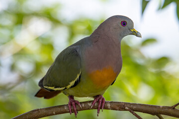 Nature wildlife bird Pink-necked Green Pigeon perched on the branch