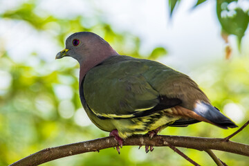 Nature wildlife bird Pink-necked Green Pigeon perched on the branch