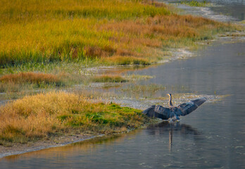 Great Blue Heron spreading it's wings to take flight in Yellowstone National Park
