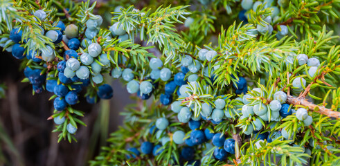 juniper berries, the female seed cone produced by the various species of junipers is used as a...