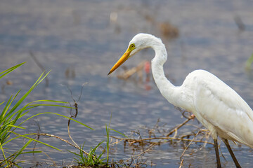 Nature wildlife image of cattle egret on paddy field
