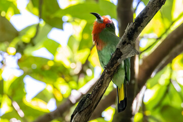 Red-bearded Bee-eater bird on branch in nature in 4k Resolution