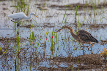 Nature wildlife image of Purple Heron. Ardea purpurea on paddy field