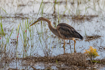 Nature wildlife image of Purple Heron. Ardea purpurea on paddy field