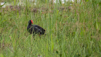 Bird Common Moorhen on paddy field