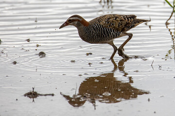 Fototapeta premium Nature wildlife image Buff Banded Rail bird on paddy filed.