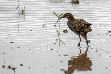Nature wildlife image Buff Banded Rail bird on paddy filed.