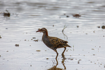Nature wildlife image Buff Banded Rail bird on paddy filed.