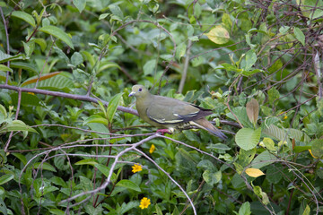 Nature wildlife bird Pink-necked Green Pigeon perched on the branch
