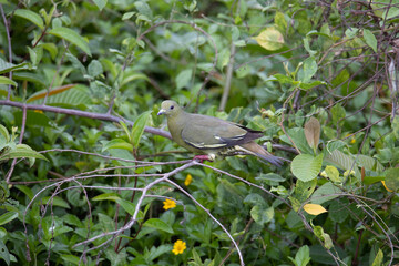 Nature wildlife bird Pink-necked Green Pigeon perched on the branch