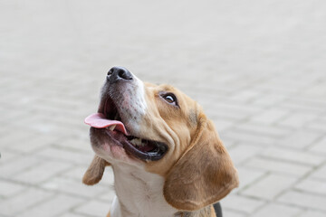 portrait of a beagle