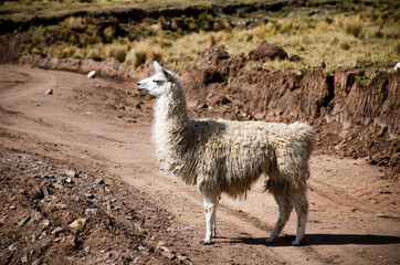 Pampalarama en La Paz Bolivia